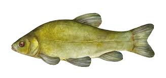 Image result for Tinca tinca