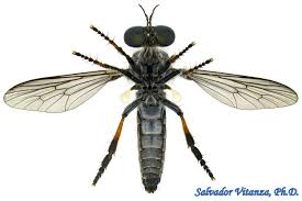 Attēlu rezultāti vaicājumam “Asilidae”