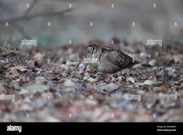 Attēlu rezultāti vaicājumam “Scolopax rusticola juvenile”