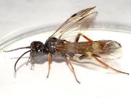 Attēlu rezultāti vaicājumam “Allantus cinctus”