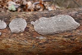 Attēlu rezultāti vaicājumam “Datronia mollis”