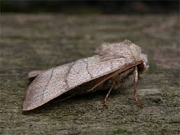 Attēlu rezultāti vaicājumam “Charanyca trigrammica”