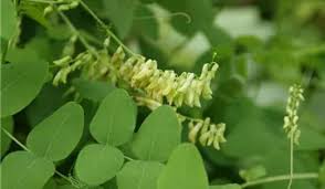 Attēlu rezultāti vaicājumam “Vicia pisiformis”