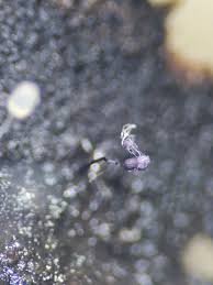 Attēlu rezultāti vaicājumam “Cribraria violacea stalked”