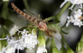 Attēlu rezultāti vaicājumam “Chironomidae imago”