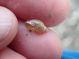 Attēlu rezultāti vaicājumam “Lymnaeidae”