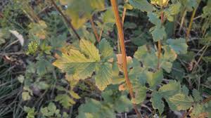 Attēlu rezultāti vaicājumam “Sinapis alba leaf”