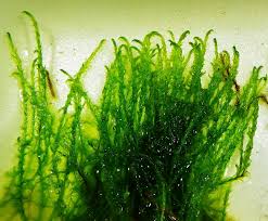 Attēlu rezultāti vaicājumam “Drepanocladus aduncus”