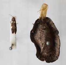 Attēlu rezultāti vaicājumam “Incurvaria oehlmanniella”