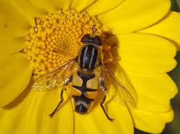 Attēlu rezultāti vaicājumam “Helophilus sp.”