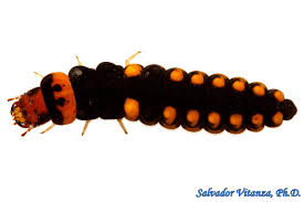 Attēlu rezultāti vaicājumam “Cantharis fusca larva”