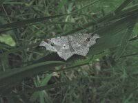 Attēlu rezultāti vaicājumam “Macaria alternata”