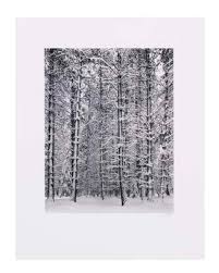 Image result for Ansel Adams Aspens New Mexico