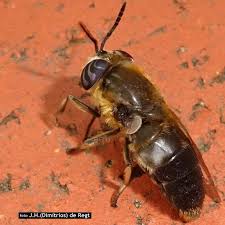 Attēlu rezultāti vaicājumam “Heptatoma pellucens”