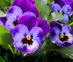 Image result for Viola wittrockiana