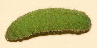 Attēlu rezultāti vaicājumam “Colias palaeno upperside”