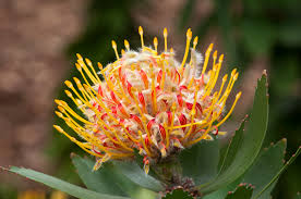 Attēlu rezultāti vaicājumam “Craterium leucocephalum var. scyphoides stalked”