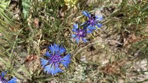 Attēlu rezultāti vaicājumam “Cyanus segetum”