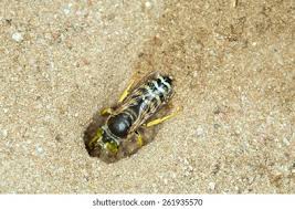 Attēlu rezultāti vaicājumam “Bembix rostrata”