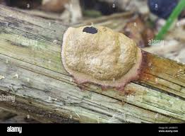 Attēlu rezultāti vaicājumam “Fuligo luteonitens macro”