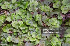 Attēlu rezultāti vaicājumam “Conocephalum”