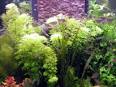 FAQs on Freshwater Aquarium Water Quality