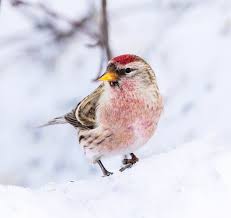 Attēlu rezultāti vaicājumam “Carduelis flammea”