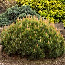 Attēlu rezultāti vaicājumam “Pinus mugo male flower”