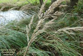 Attēlu rezultāti vaicājumam “Glyceria maxima”