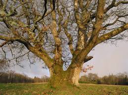 Attēlu rezultāti vaicājumam “Quercus robur”