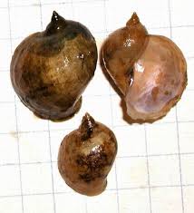 Attēlu rezultāti vaicājumam “Lymnaeidae”