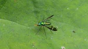 Attēlu rezultāti vaicājumam “Dolichopodidae”