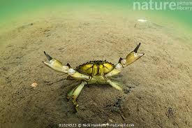 Image result for Carcinus maenas
