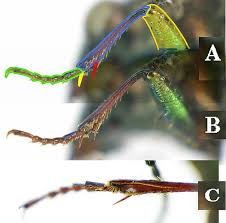 Attēlu rezultāti vaicājumam “Elaphrus cupreus”