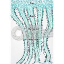 Attēlu rezultāti vaicājumam “Coprinus sp.”