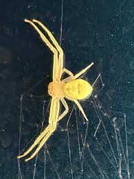 Image result for crab spider