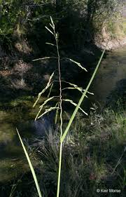 Attēlu rezultāti vaicājumam “Leersia oryzoides”