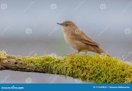 Image result for Locustella luscinioides