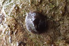 Attēlu rezultāti vaicājumam “Ancylus fluviatilis”