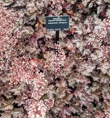 Image result for Heuchera `Midnight Rose`