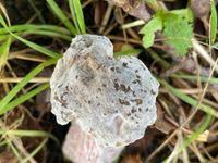 Attēlu rezultāti vaicājumam “Hypomyces chrysospermus”