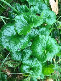 Image result for Glechoma hederacea