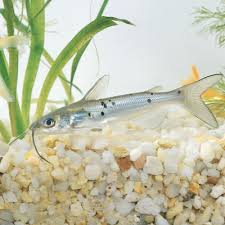 Image result for Ictalurus punctatus