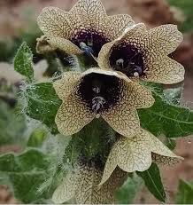 Attēlu rezultāti vaicājumam “Hyoscyamus niger”