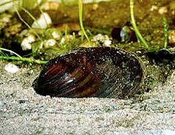 Attēlu rezultāti vaicājumam “Unio crassus”