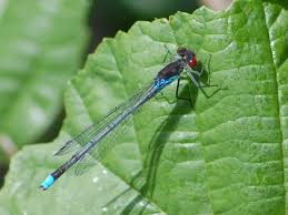 Attēlu rezultāti vaicājumam “Erythromma najas”