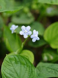 Attēlu rezultāti vaicājumam “Omphalodes verna flower”