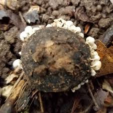 Attēlu rezultāti vaicājumam “Hymenoscyphus fructigenus”