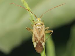 Attēlu rezultāti vaicājumam “Adelphocoris lineolatus imago”