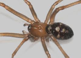 Attēlu rezultāti vaicājumam “Steatoda grossa female”